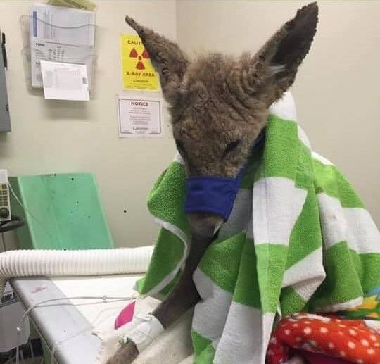 SWCC_Coyote Day of Rescue.jpg